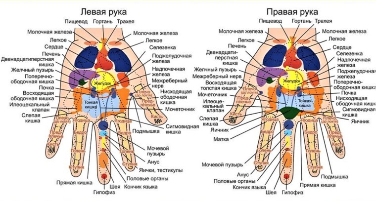 Су Джок проекция органов на ладони