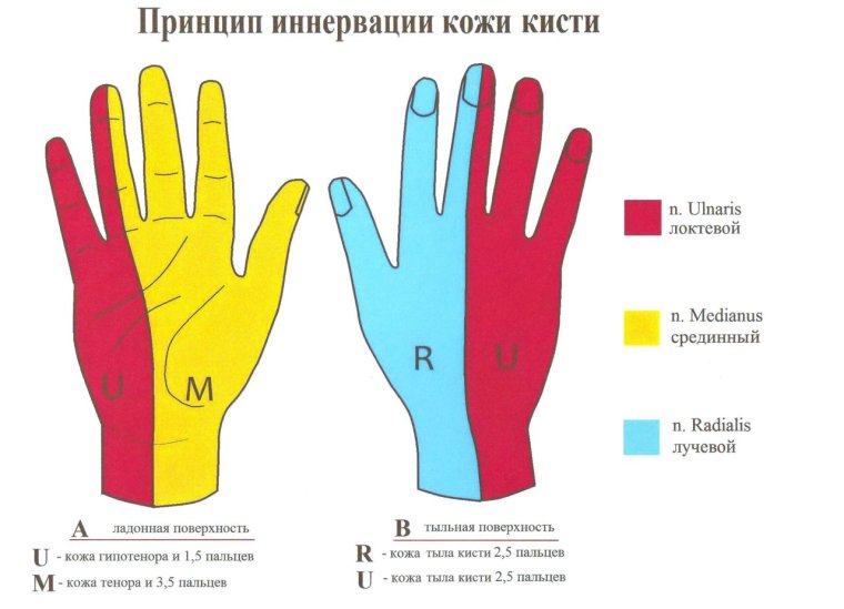 Зона иннервации лучевого нерва