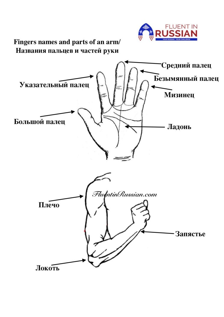 Названия разных частей руки