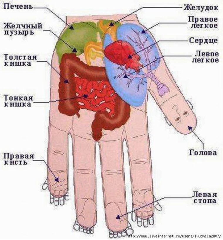 Су Джок точки на стопе