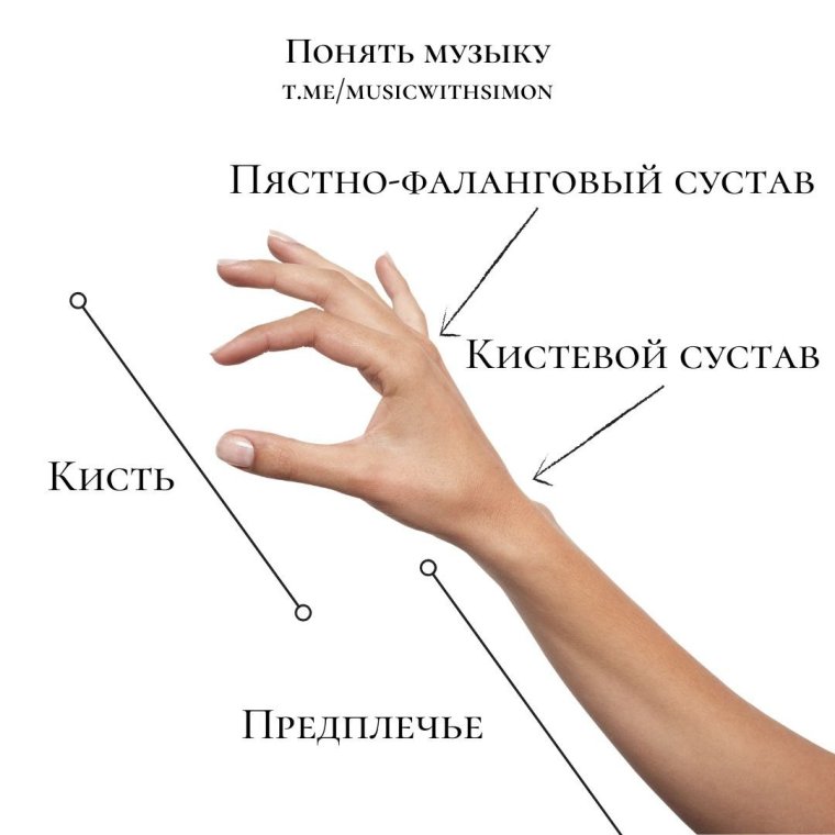 Первый пятнофаланговый сустав