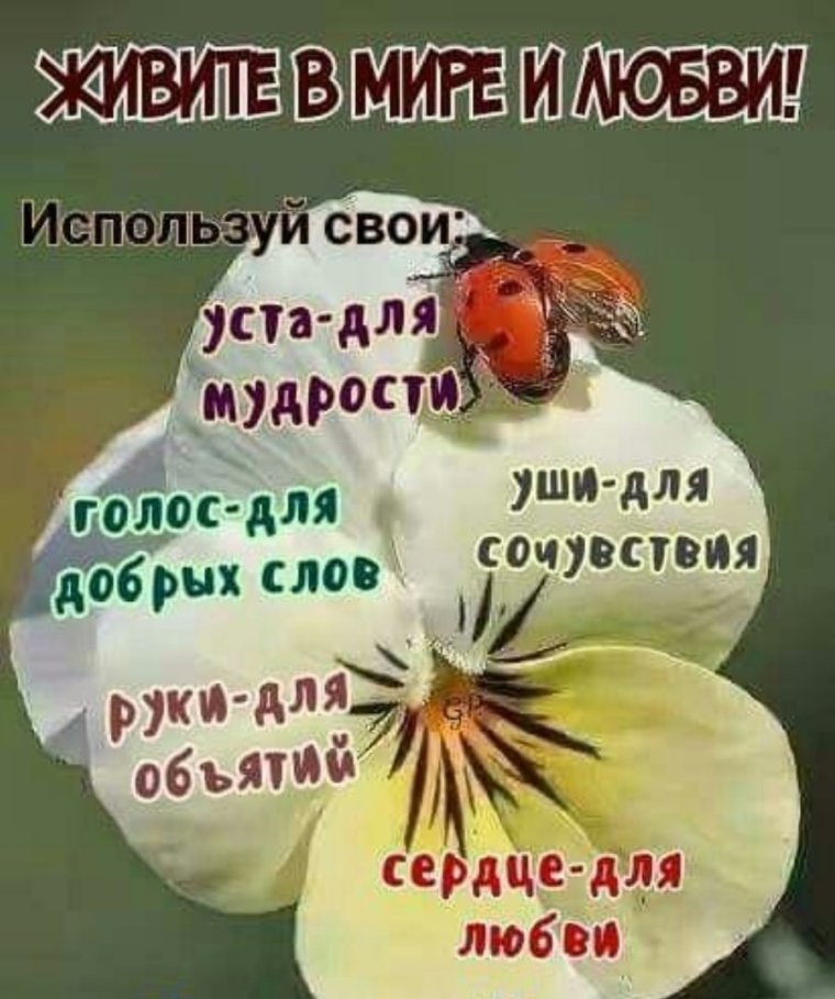 Утренние цветы с пожеланиями