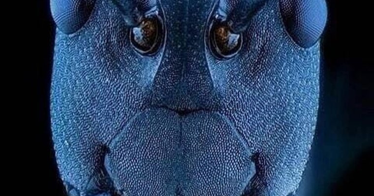 Муравей через микроскоп