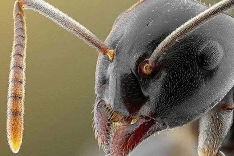 Голова муравья под микроскопом