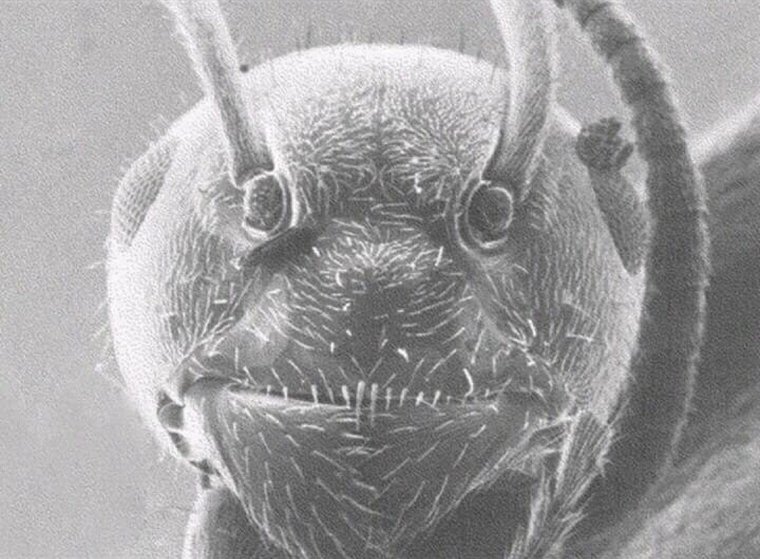 Муравей через электронный микроскоп