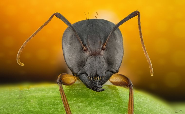 Голова муравья под микроскопом