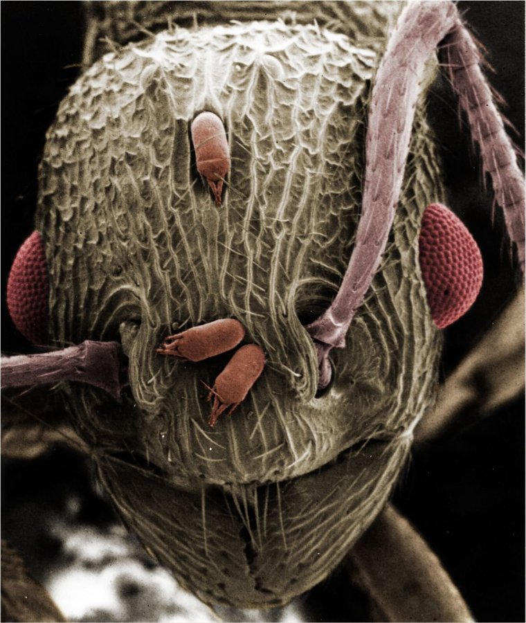 Насекомые под микроскопом