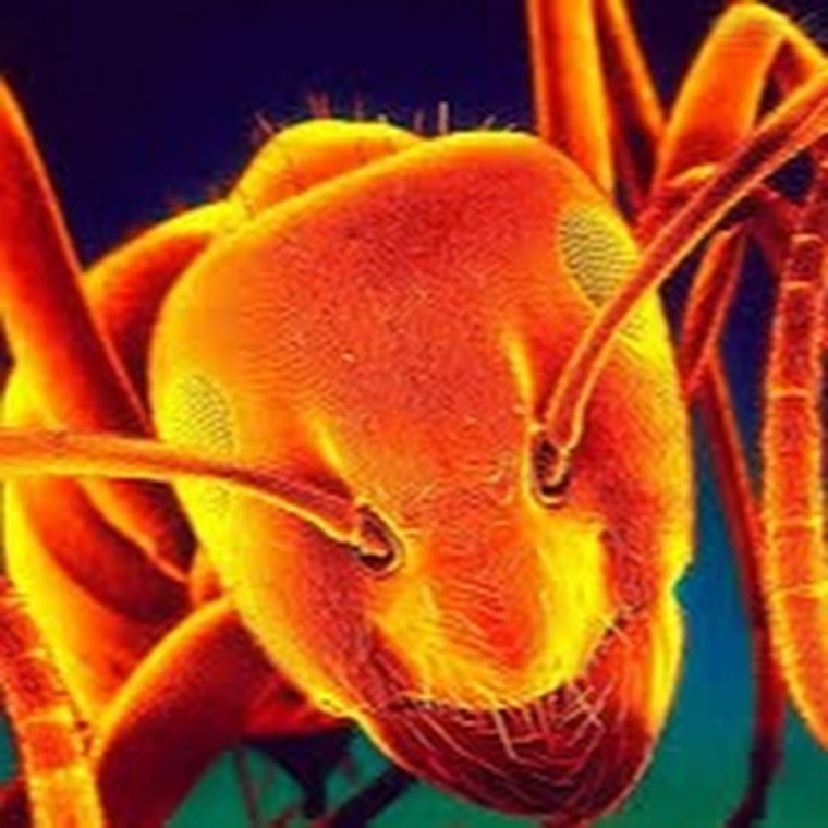 Guano Apes муравей