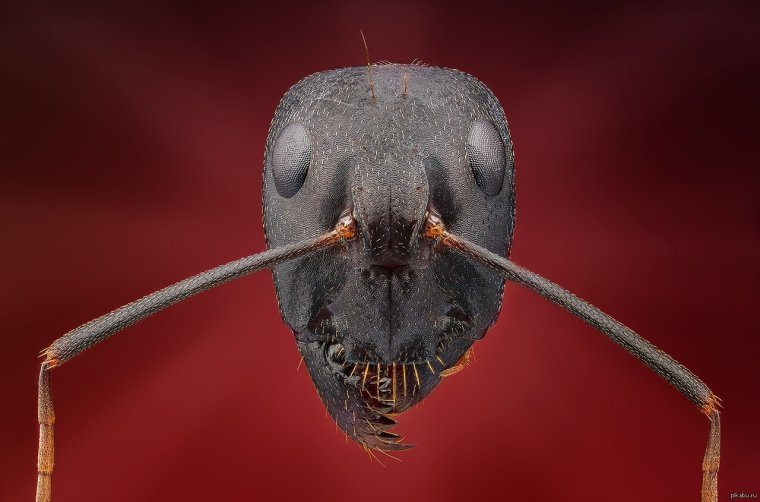 Голова муравья под микроскопом