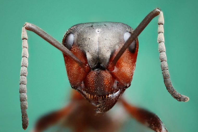 Лапка муравья под микроскопом