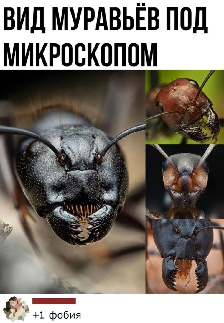 Муровейпод микроскопом