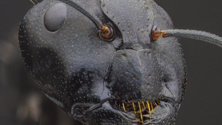 Морда муравья под микроскопом