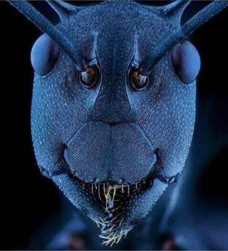 Морда муравья под микроскопом