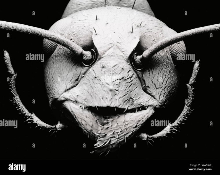 Муравей под микроскопом увеличенный