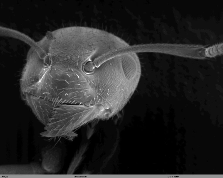 Муравей через электронный микроскоп