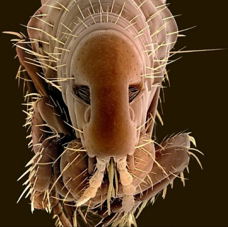 Морская полихета под микроскопом