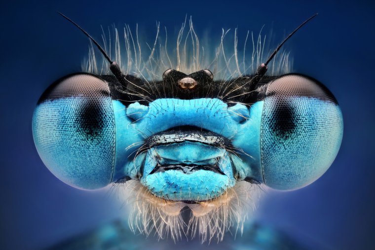 Зрение Стрекозы