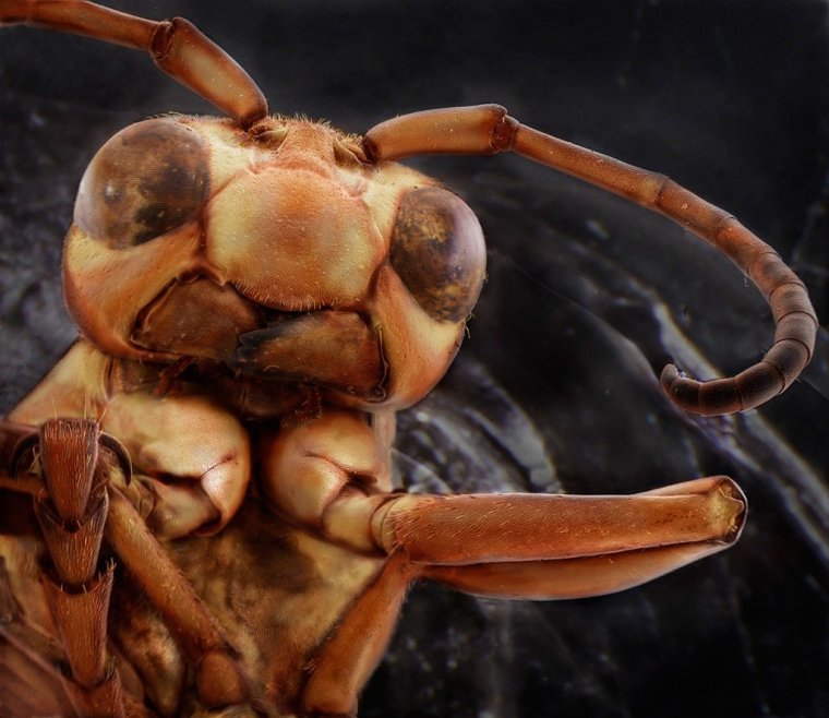 Голова муравья под микроскопом