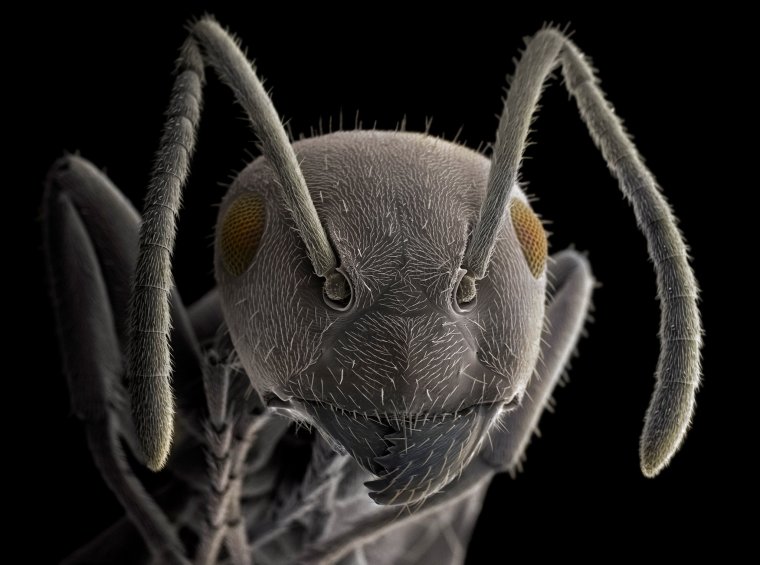 Муравей через микроскоп