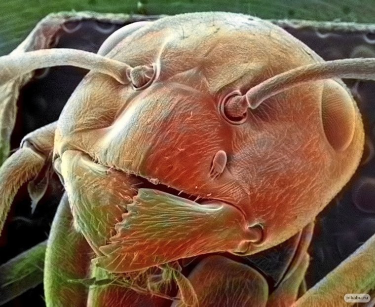 Голова клеща под микроскопом