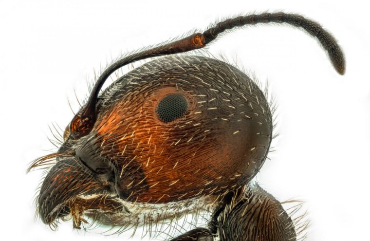 Муравей зевает