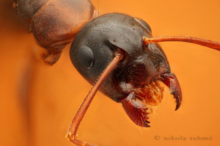 Красный муравей под микроскопом