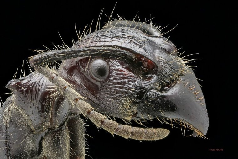 Мошка гнус под микроскопом