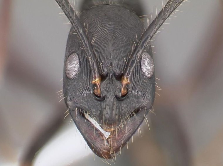 Лицо муравья под микроскопом