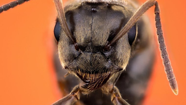 Муравей вблизи