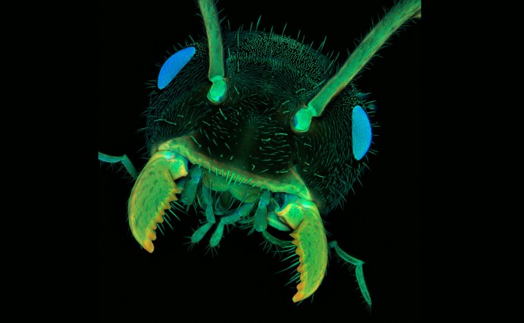 Микрофотографии насекомых