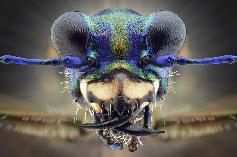 Хитин насекомых под микроскопом