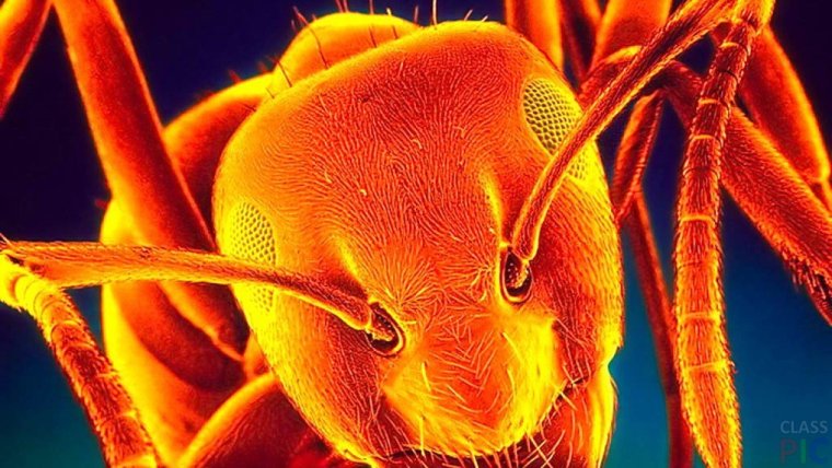 Guano Apes don't give me names