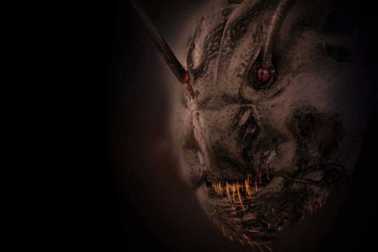 Увеличенная морда муравья