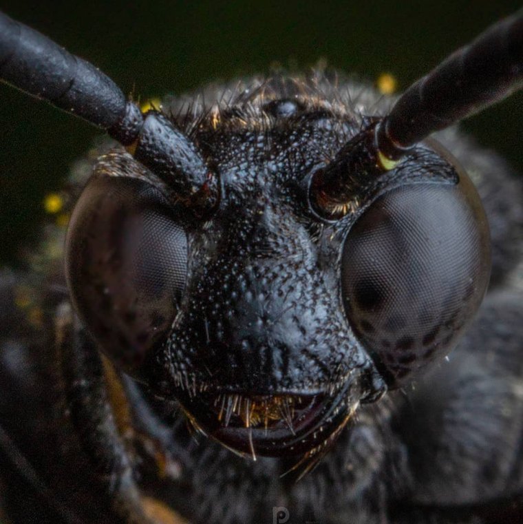 Глаза муравья под микроскопом