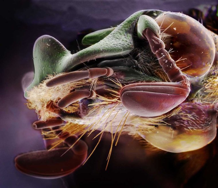 Насекомые под микроскопом