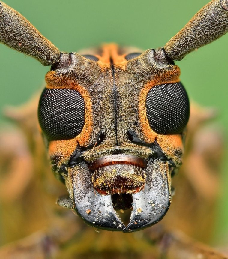 Фасеточные глаза у Жуков
