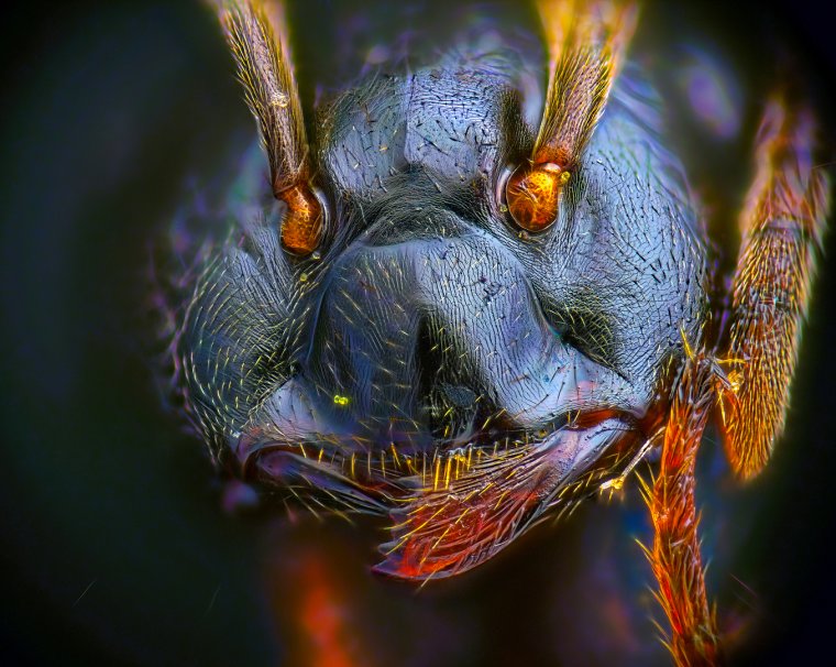 Муравей пуля под микроскопом