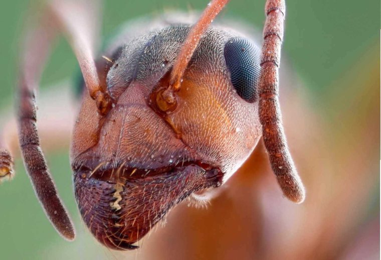 Голова муравья