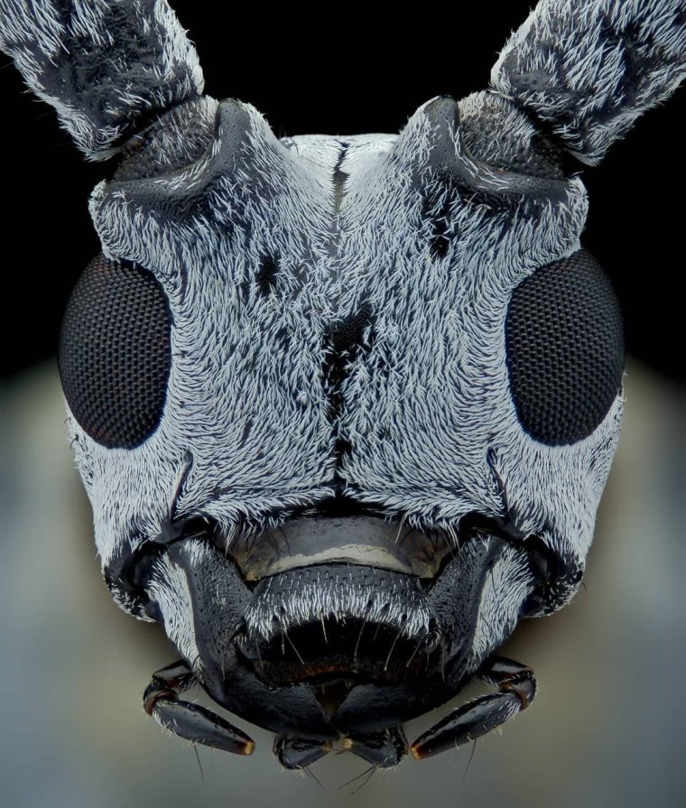 Головы насекомых под микроскопом