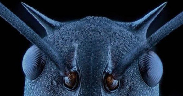 Голова муравья под микроскопом