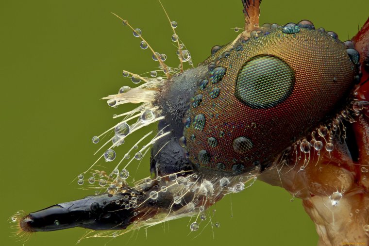 Хоботок мухи под микроскопом