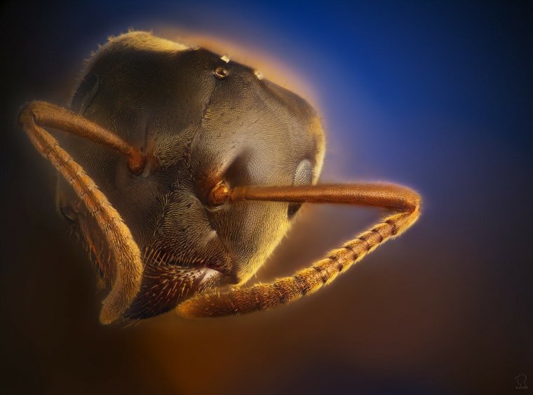 Микромир насекомые