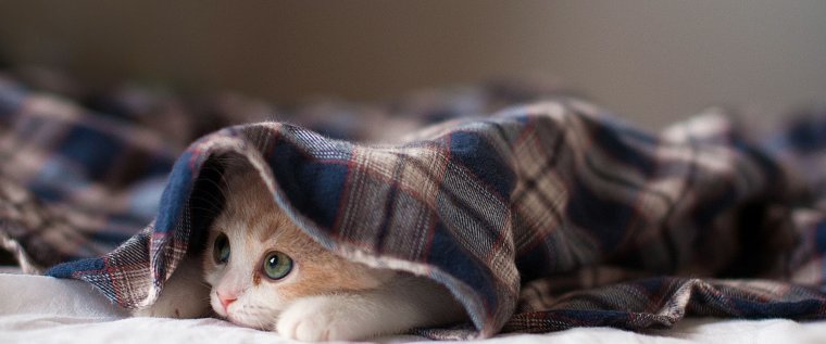 Укутанный котенок