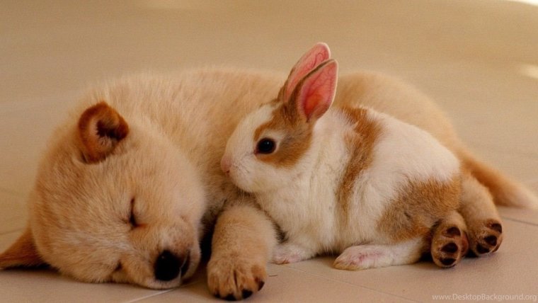 Милые животные до 6 7 лет