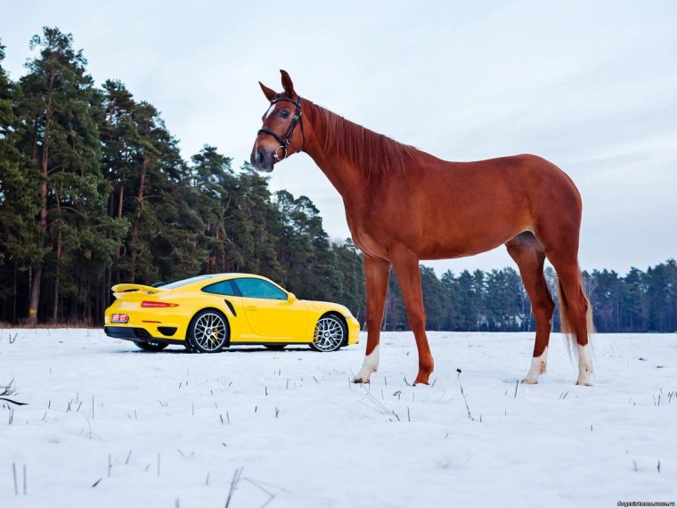 Феррари значок