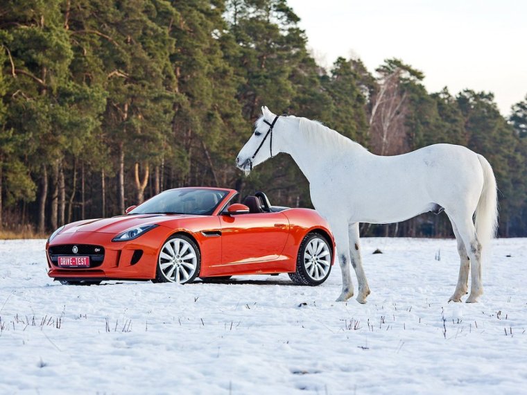 Лошадь и автомобиль