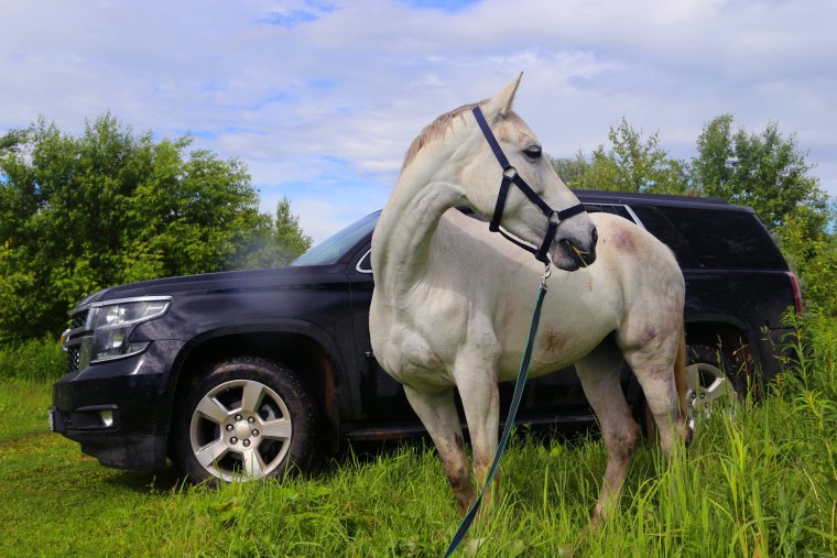 Мустанг машина и лошадь