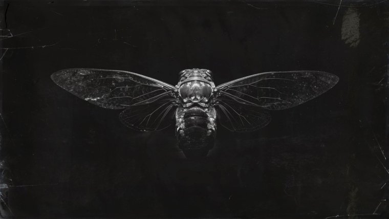 Элли the last of us в полный рост