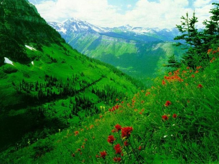 Ўрмон манзараси