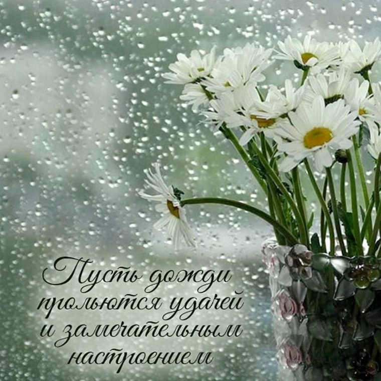Ромашки и дождь
